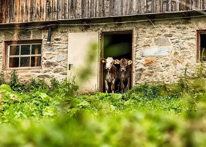 هاوس بريجيتا