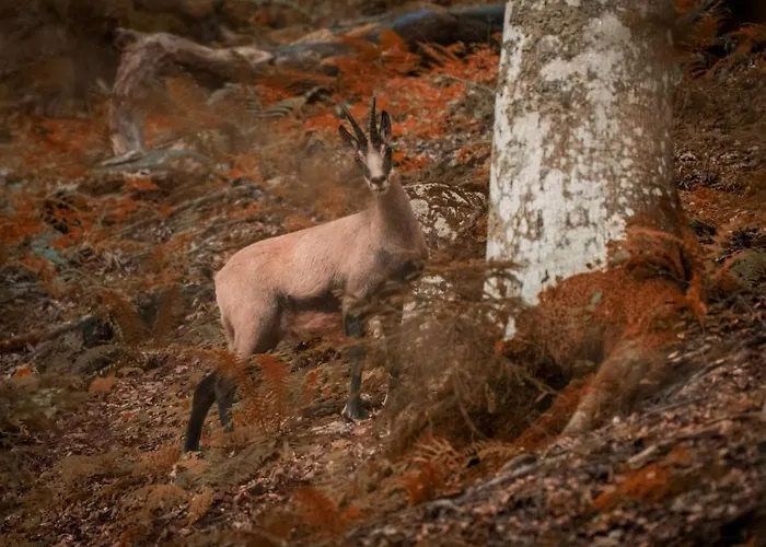 هاوس بريجيتا شقة