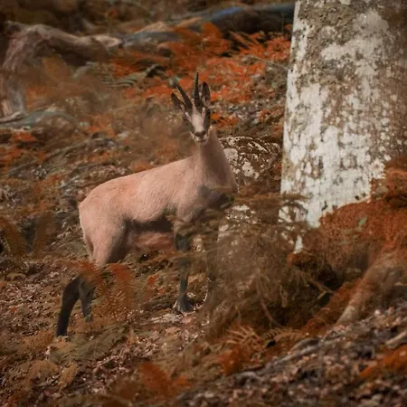 Haus Brigitta Appartamento